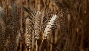 China's farm ministry seeks to salvage damaged wheat 