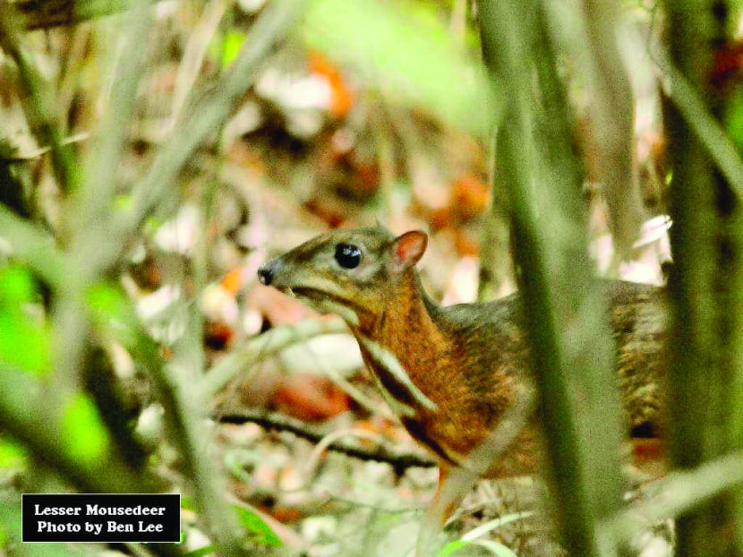 3 best nature trails to see Singapore’s surprisingly diverse wildlife