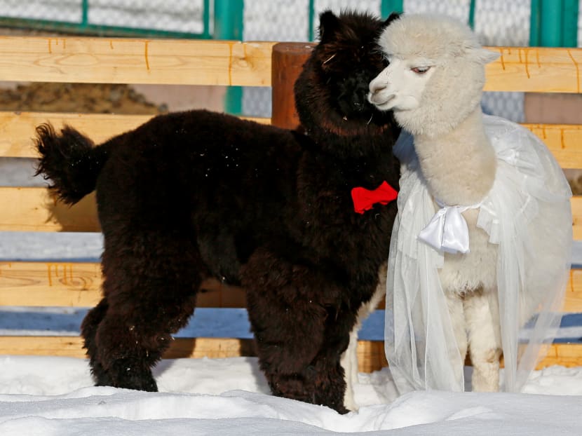 Young alpacas, male Romeo (left) and female Juliette, walking inside their open air enclosure as employees congratulate coupled animals on Valentine's Day at the Roev Ruchey Zoo in Krasnoyarsk, Russia on Feb 14, 2017. Photo: Reuters