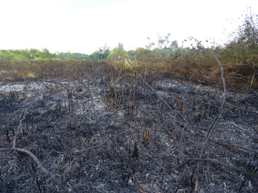 Fire breaks out at Punggol field