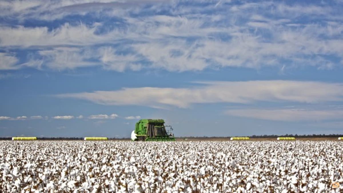 Australian cotton exports to China surge to nine-year high - Vimarsana News