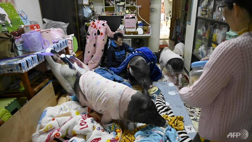 The Taiwanese woman living with four pet pigs The Taiwanese woman living with four pet pigs