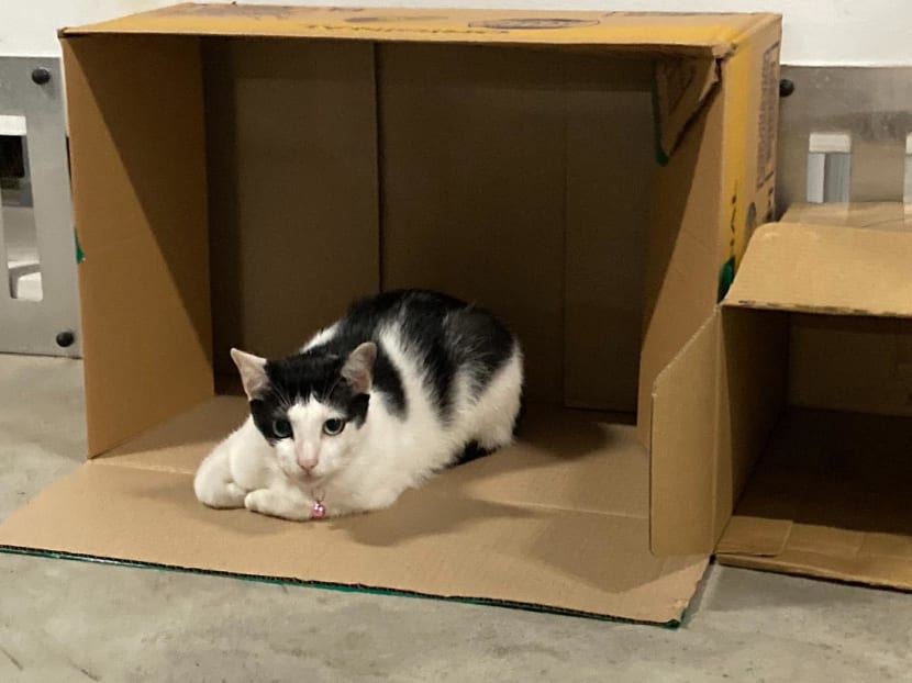 A cat resting in a cardboard box at a public car park in Toa Payoh estate. A cat resting in a cardboard box at a public car park in Toa Payoh estate.