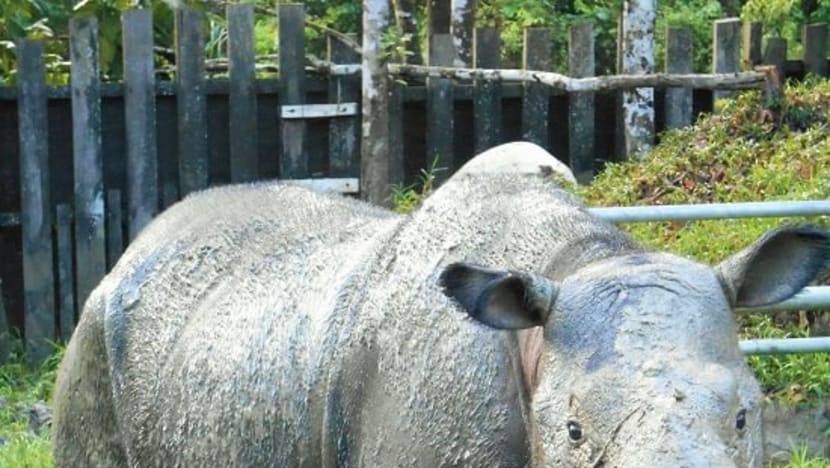 Last Sumatran rhino in Malaysia dies