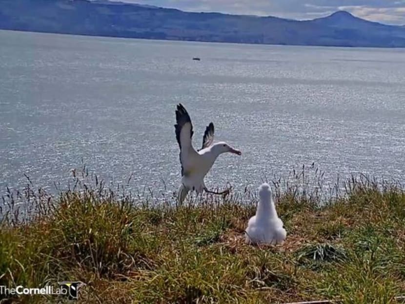 Faceplanting to fame: New Zealand livestream catches albatross in awkward landing Faceplanting to fame: New Zealand livestream catches albatross in awkward landing