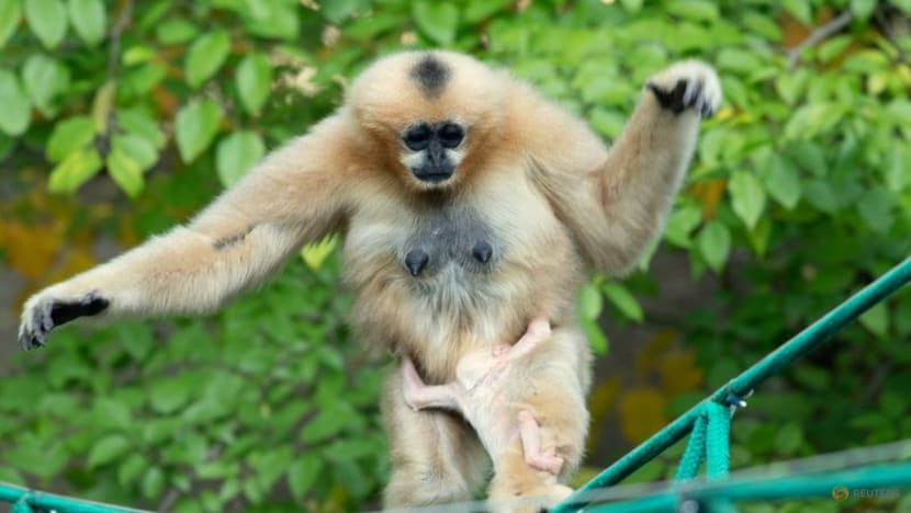 Rare white-cheeked gibbon born in Polish zoo Rare white-cheeked gibbon born in Polish zoo