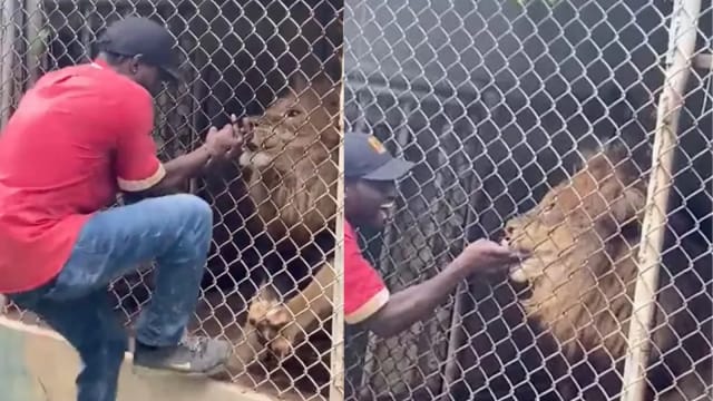 动物园内逗弄狮子 牙买加男子被咬伤引发网民热议