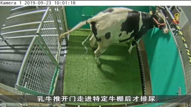 德国研究院 尝试训练乳牛在特定空间如厕