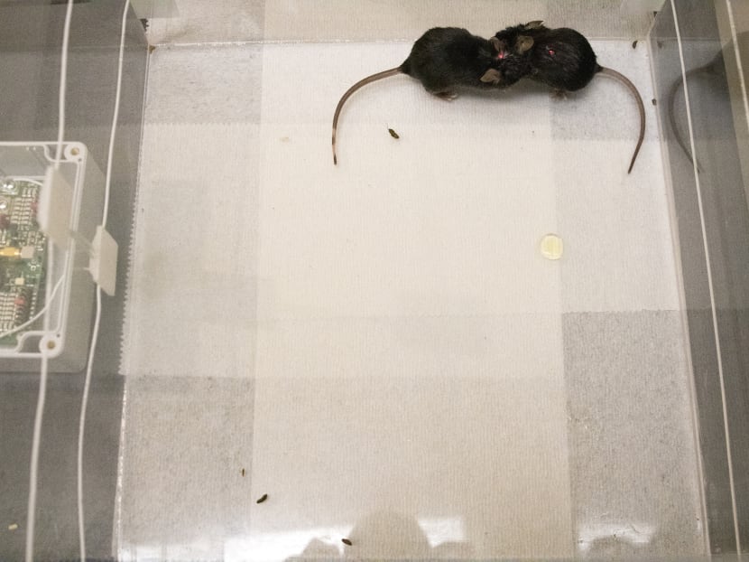 Scientists drove mice to bond by zapping their brains with light