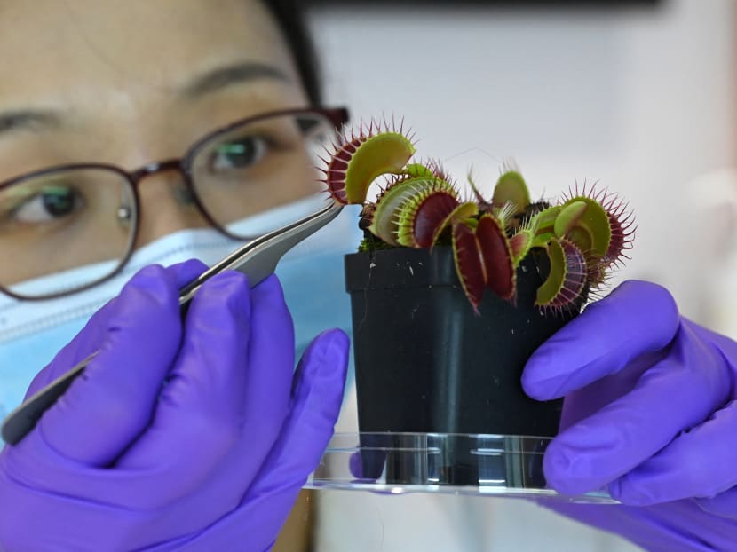 Ms Luo Yifei, PhD student at Nanyang Technological University's School of Materials Science and Engineering, attaches an electrode on the surface of a Venus flytrap plant at a laboratory in Singapore on March 24, 2021, as scientists develop a high-tech system for communicating with vegetation.