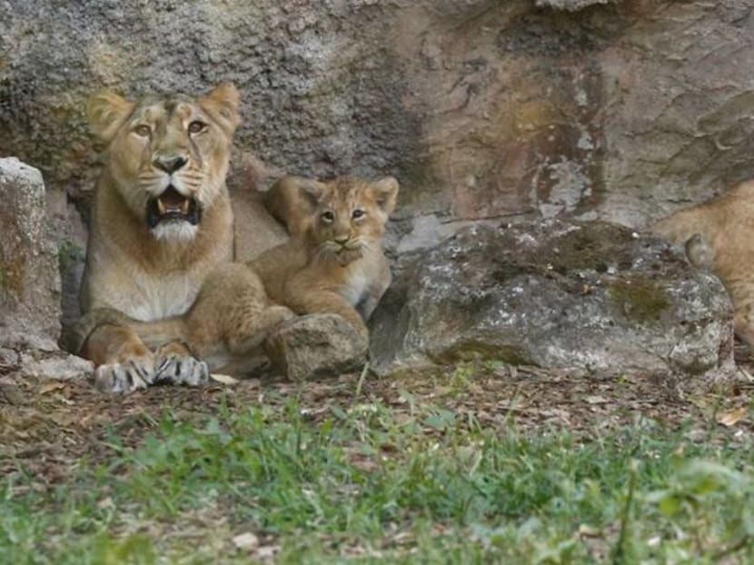 Rome zoo shows off two lion cubs born under lockdown Rome zoo shows off two lion cubs born under lockdown