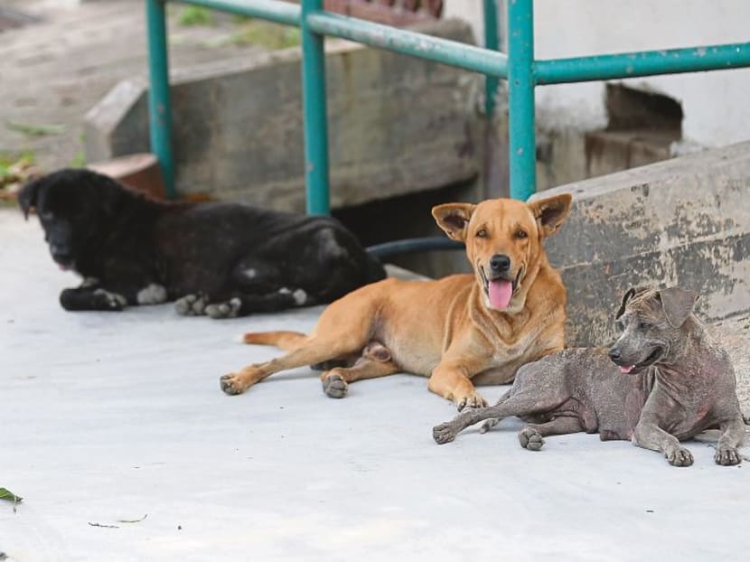 Malaysian assemblyman suggests selling stray dogs to S Korea’s meat market Malaysian assemblyman suggests selling stray dogs to S Korea’s meat market
