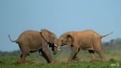 Wind project near South African elephant park riles activists