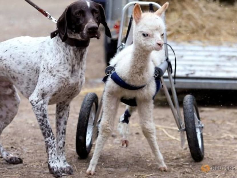 Orphaned and disabled, baby alpaca walks again with her own set of wheels