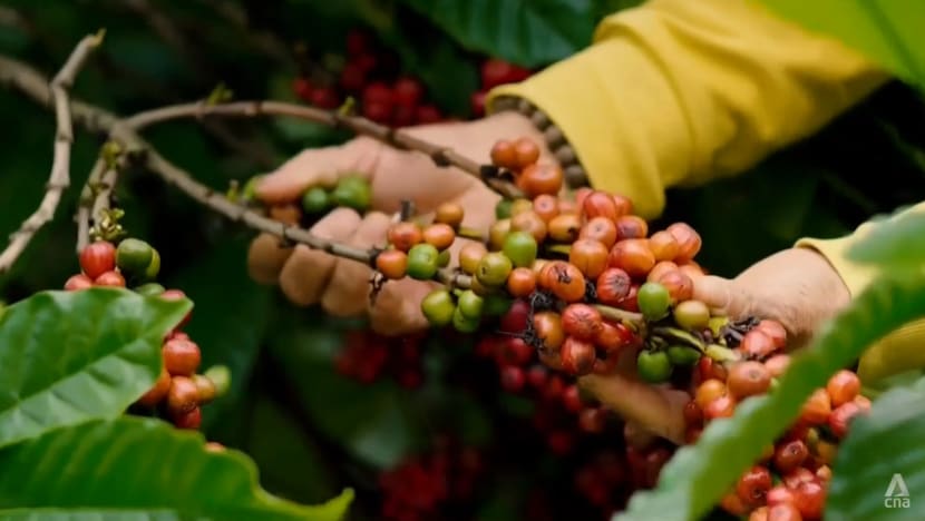 Vietnam’s coffee sector braces for compliance challenges under new EU deforestation laws Vietnam’s coffee sector braces for compliance challenges under new EU deforestation laws