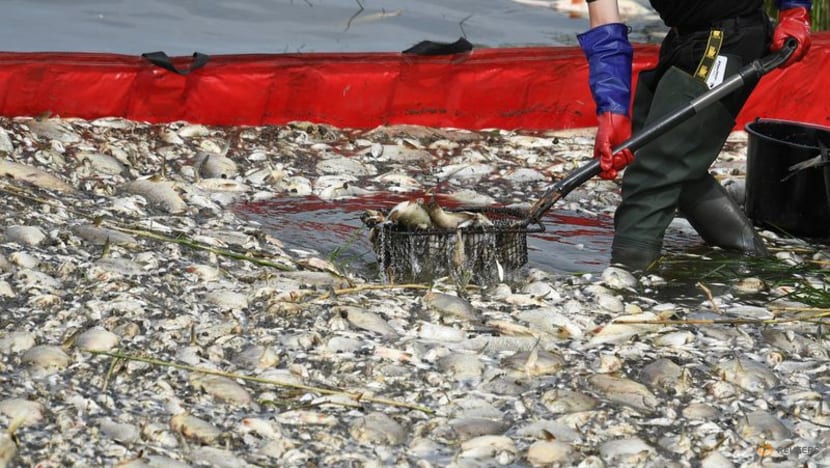 Poland says Oder tests so far not showing poison as cause of fish die-off Poland says Oder tests so far not showing poison as cause of fish die-off