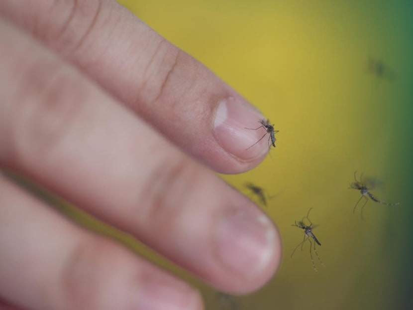 Aedes mosquitoes resting on a finger. Aedes mosquitoes resting on a finger.