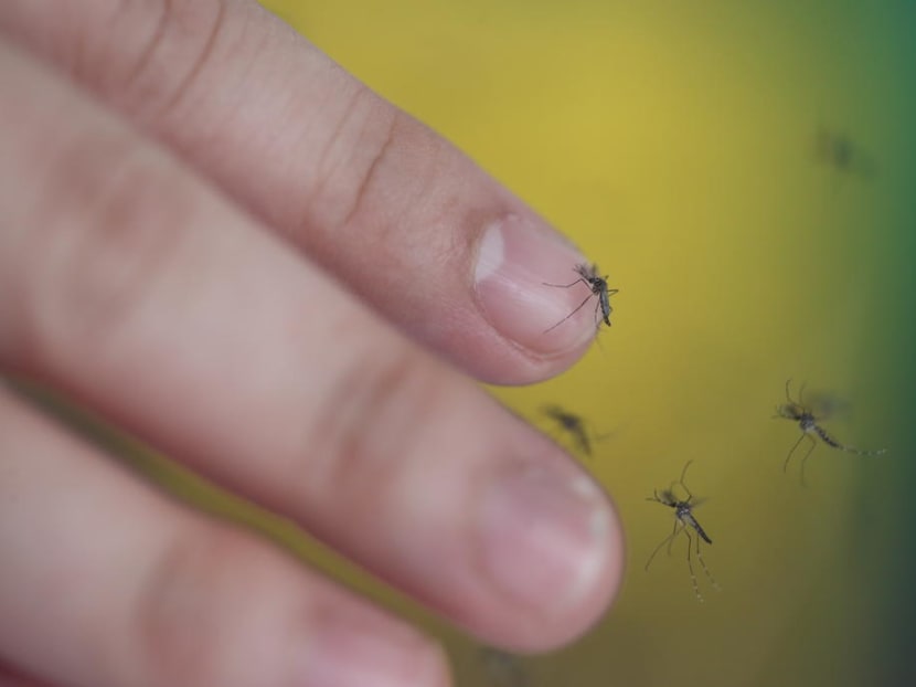 Aedes mosquitoes resting on a finger.