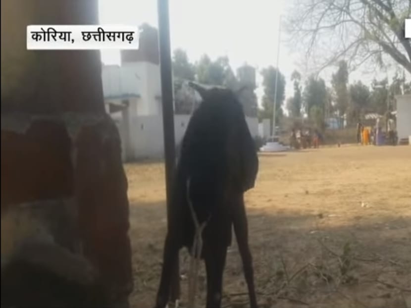The goat that was arrested in India. Screencap from NDTV's YouTube page