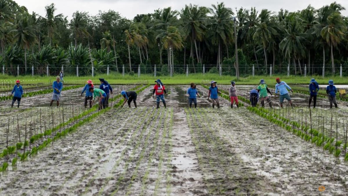 Indonesia reports massive rise in rice imports to replenish stockpiles Indonesia reports massive rise in rice imports to replenish stockpiles