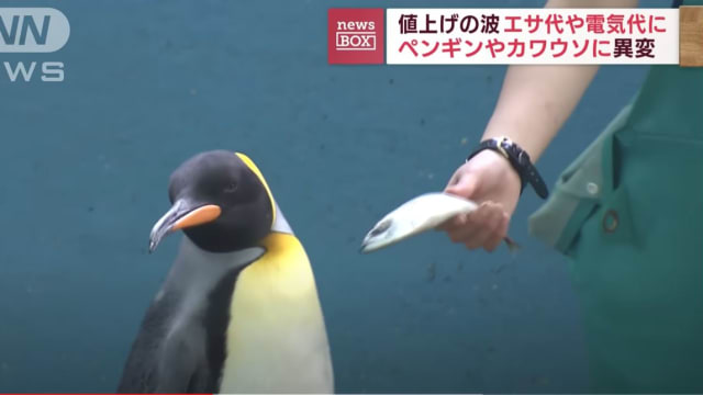 日本水族馆改喂“便宜货”抗通膨 企鹅水獭竟拒吃