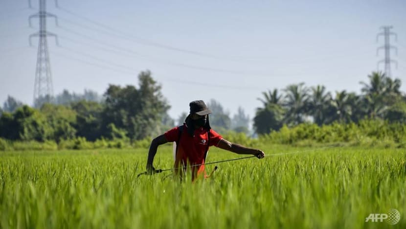Commentary: Why Indonesian farmers may become extinct in about 40 years