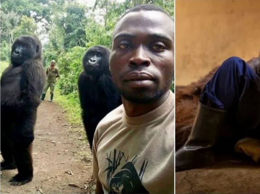El famoso gorila 'photobomb', Ndakasi, muere a los 14 años en los brazos amorosos de su cuidador