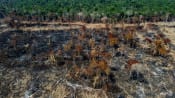 Brazilian Amazon deforestation falls, but up 60% under Bolsonaro