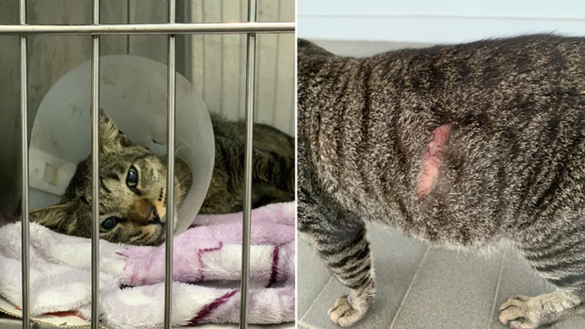 Avs Investigating After 10 Cats Found With Slash Wounds In Ang Mo Kio -  Today