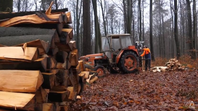 Europe turns to firewood in the face of uncertainties over gas, electricity supplies