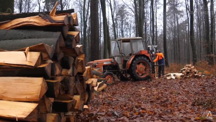 Europe turns to firewood in the face of uncertainties over gas, electricity supplies Europe turns to firewood in the face of uncertainties over gas, electricity supplies