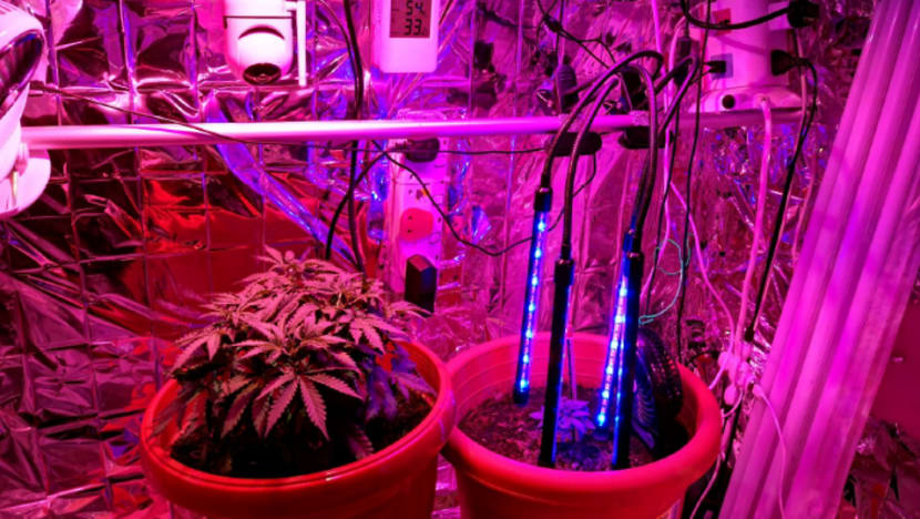 Man charged with growing cannabis plants in Yishun flat