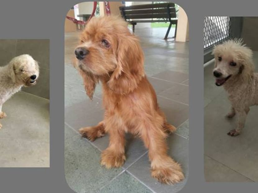 Three of the 18 abandoned dogs. Photo: SPCA/Facebook Three of the 18 abandoned dogs. Photo: SPCA/Facebook