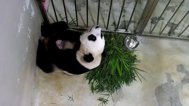 公众今起可从线上观看大熊猫嘉嘉与幼崽