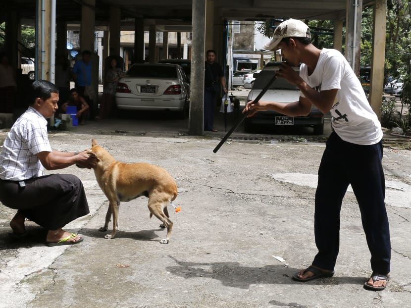 It’s a dog’s life: Yangon neuters city’s many strays