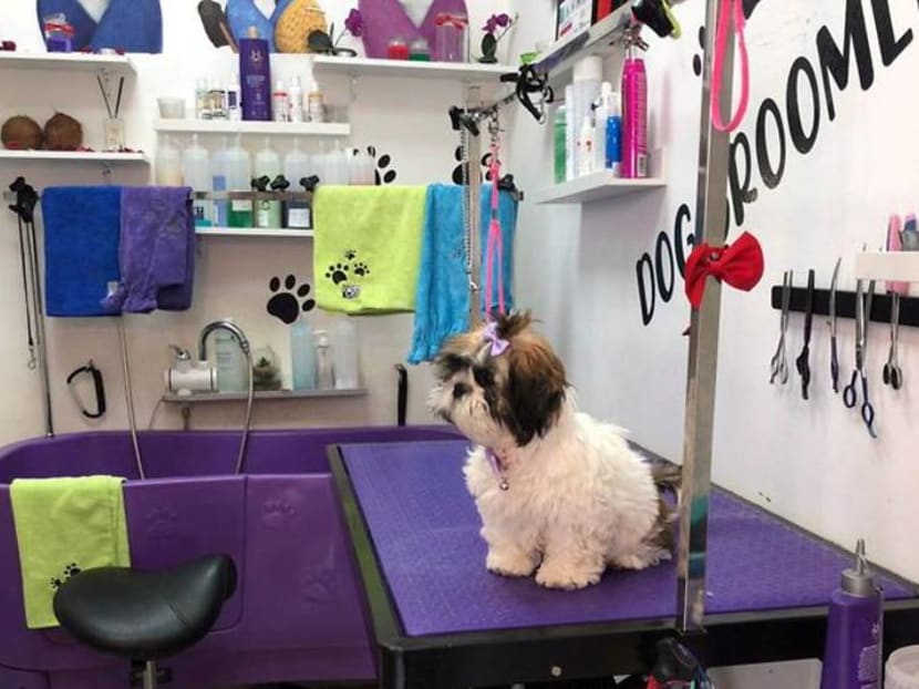 COVID-19 forced this hairdresser to switch her customers from humans to dogs COVID-19 forced this hairdresser to switch her customers from humans to dogs