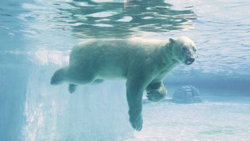 Inuka, si beruang kutub Taman Haiwan S'pura sakit tenat, mungkin terpaksa dimatikan