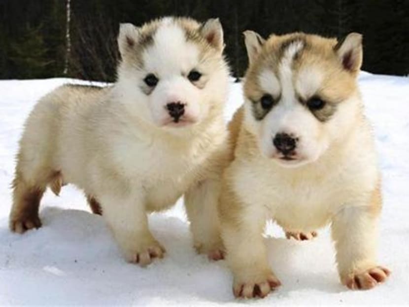 One-month-old Siberian husky sled puppies take a walk in the snow near their kennel in Wiltondale, Newfoundland, April 10, 2008. Photo: Reuters