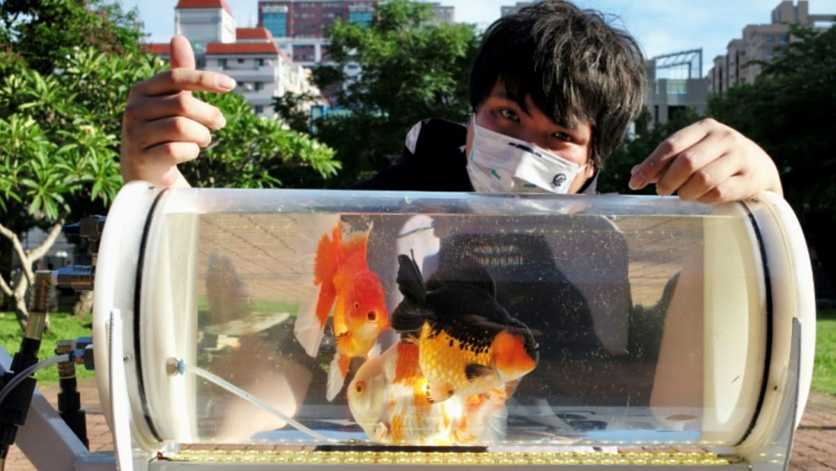 Taiwan man invents stroller for fish to ‘explore other worlds’