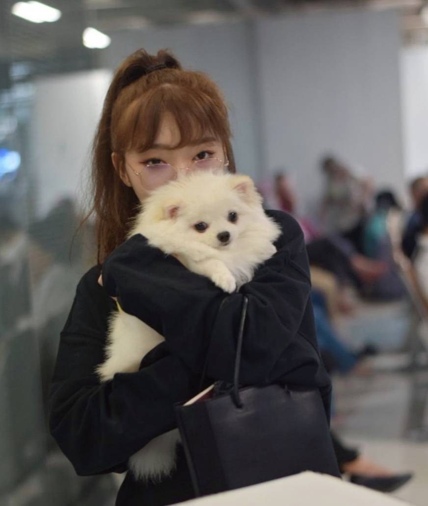 Собака участницы Rocket Girls 101 умерла во время перелета в Китай