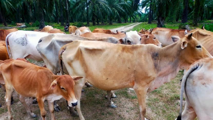 Penyakit kaki & mulut dikesan pada lembu Indonesia; kejutan bagi penternak jelang Aidil Adha