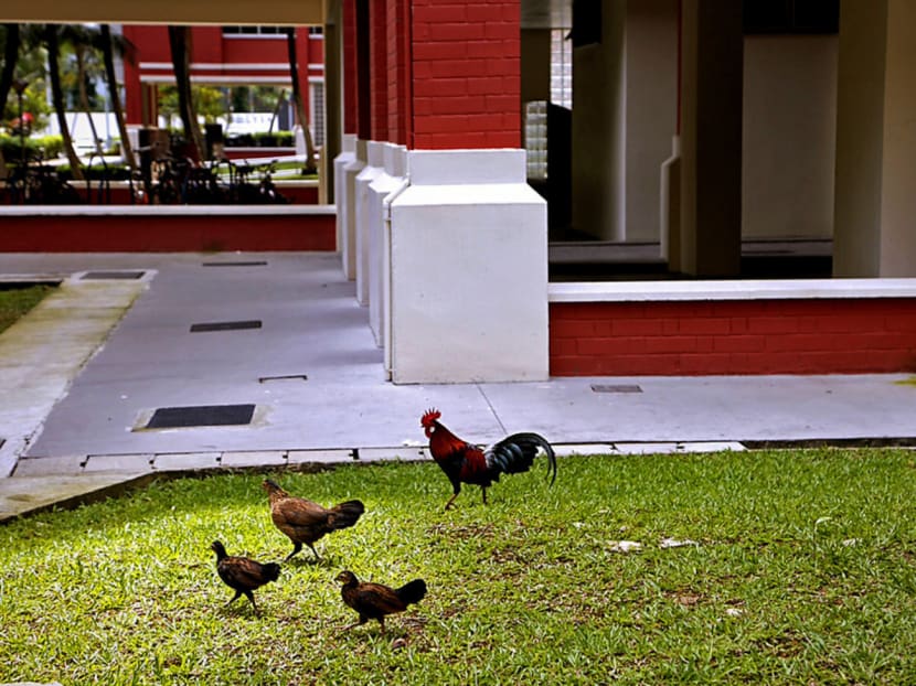 The Agri-Food & Veterinary Authority of Singapore had said that the relocation option for the chickens that were roaming around the Sin Ming area was not viable as land is scarce in Singapore. Photo: Raj Nadarajan