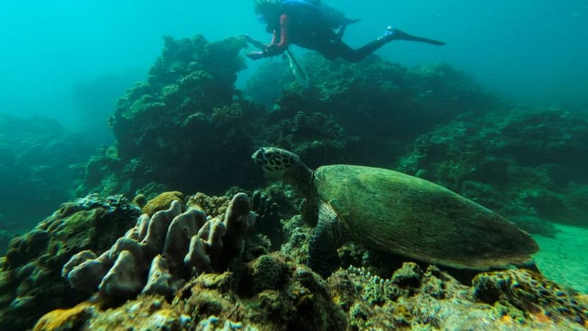 Philippine divers clear plastic waste from corals for World Cleanup Day Philippine divers clear plastic waste from corals for World Cleanup Day