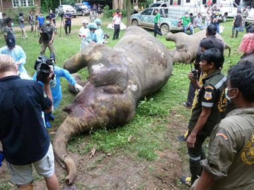 The bodies of the three elephants killed last week have been moved to the Khao Hoob Tao forest protection unit in the Kaeng Krachan National Park for autopsy. Photo: The Bangkok Post