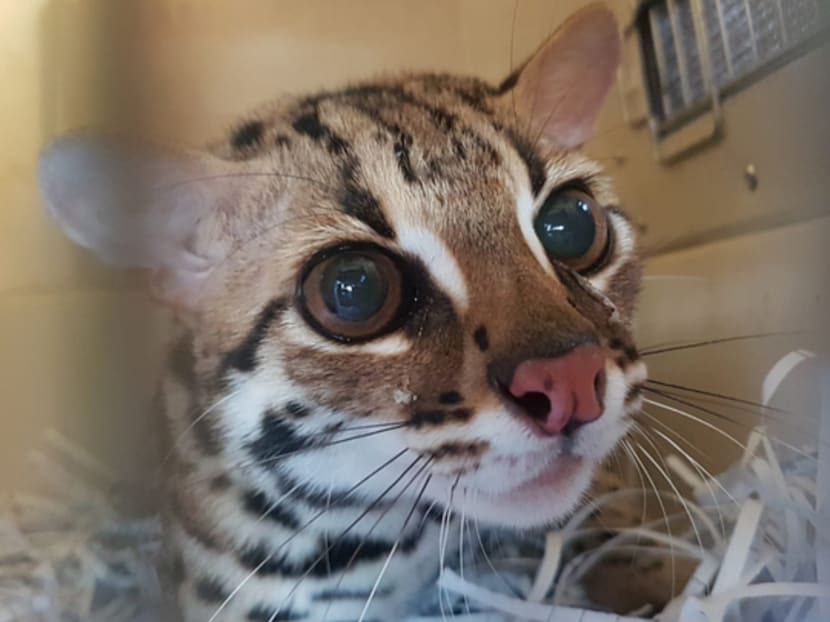 One of two Asian leopard cats found being kept illegally in an HDB flat. The animal is Singapore's last wild cat, although the authorities determined that these two had probably been imported from Malaysia.