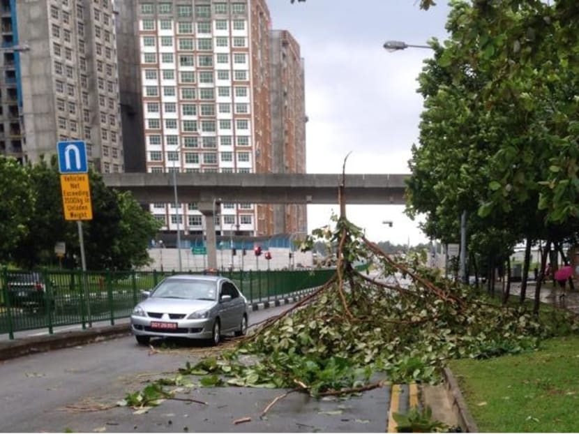 Trees across Singapore felled during thunderstorm