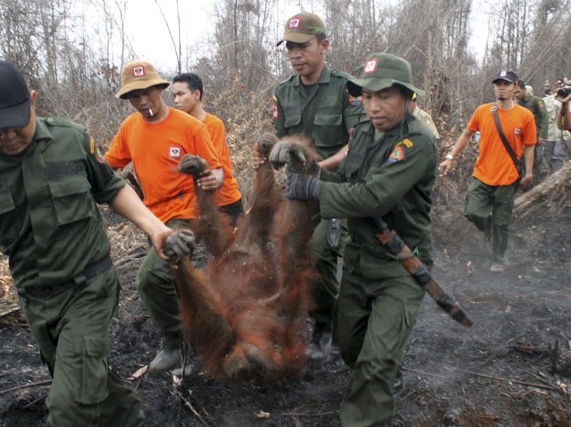 Natural Resources Conservation Center (BKSDA) officers and members of the Orangutan Foundation evacuate a 19-year-old female orangutan from a forest area affected by fires near Sampit, Central Kalimantan on Oct 28, 2015. Photo: Antara Foto via Reuters