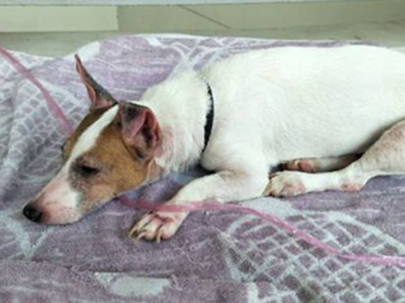 The Jack Russell Terrier dog was found abandoned at a lift lobby in Block 603 Woodlands Drive 42.