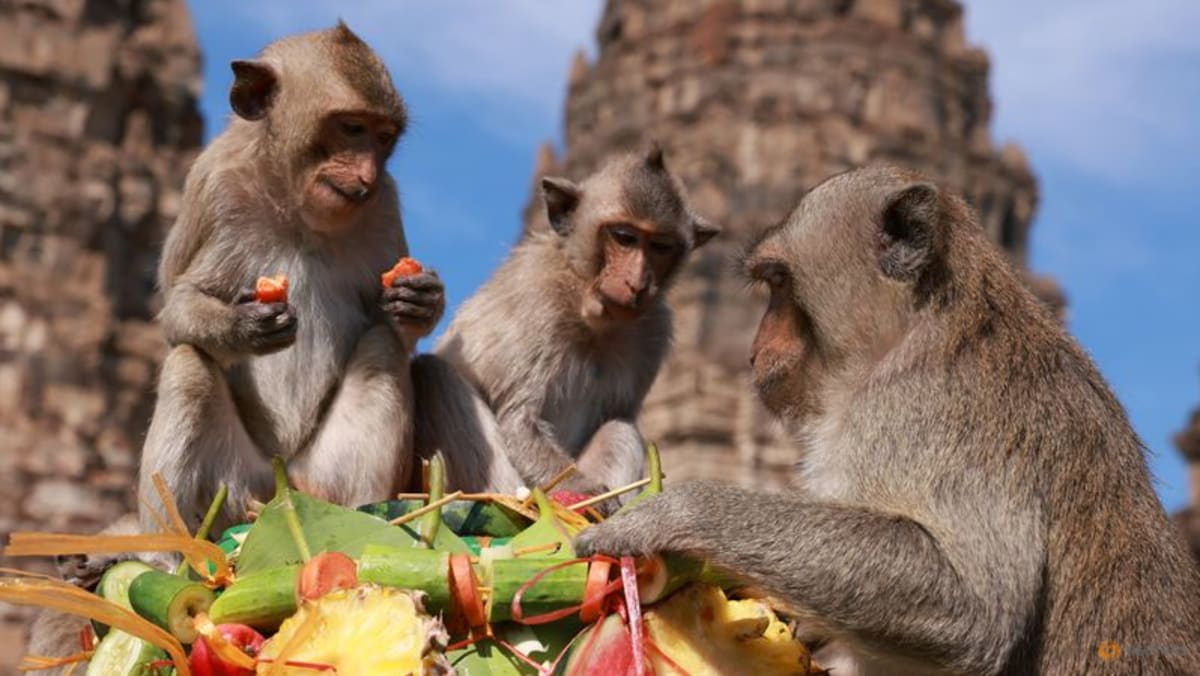 Picture - Thai monkey festival returns as tourists come back