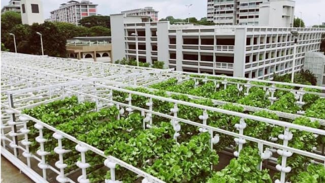 政府制定洁净和绿色城市农场标准 评估种植过程和管理体系